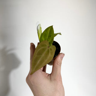 Anthurium forgetii/'Ace of Spades' x 'Arnold Schwarzenegger' - 2 Seedlings [#1897]