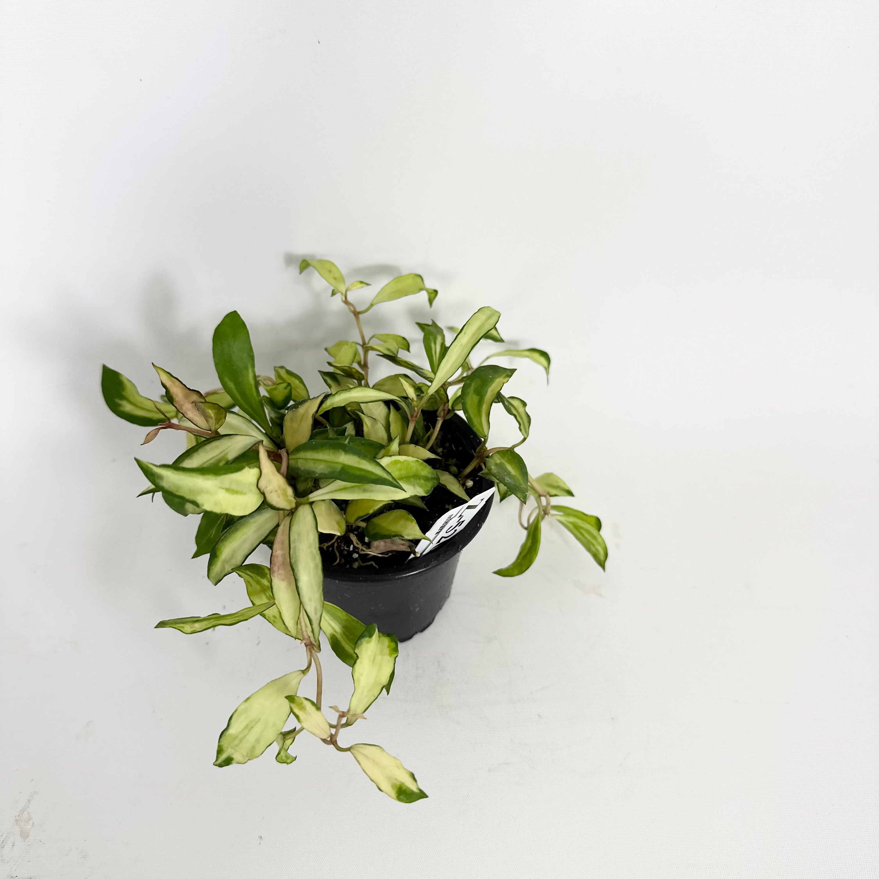 Z-5204 - Hoya lacunosa minara – Steve's Leaves