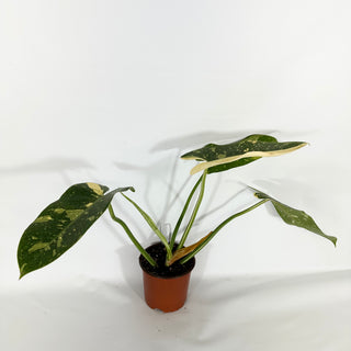 Philodendron 'Jose Buono' (Texas Form)  [#1544]
