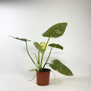 Philodendron 'Jose Buono' (Texas Form) [#2433]