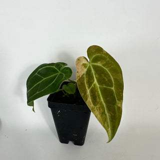 Anthurium 'Arnold Schwarzenegger' x self [#2087]