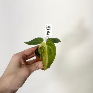 Anthurium 'Chuck Norris' x self - Seedling [#1647]