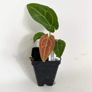 Anthurium 'Big Bertha' x 'Arnold Schwarzenegger' [#2076]