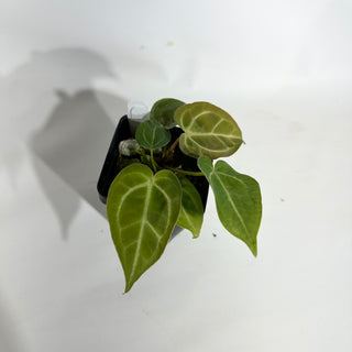 Anthurium magnificum/‘Silver Blush' x 'Arnold Schwarzenegger' [#1894]