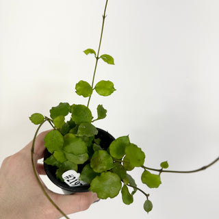 Hoya endauensis [#2197]