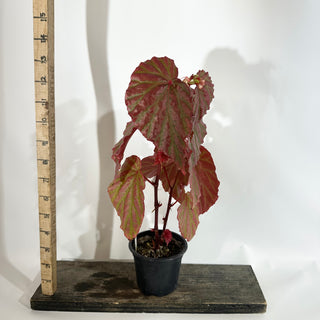 Begonia "Crazy Pink" [#1892]