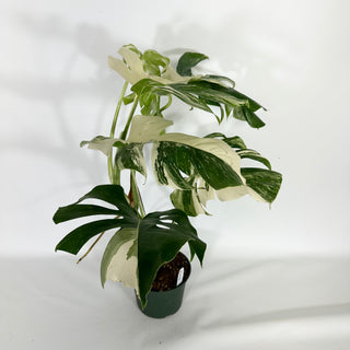 Monstera deliciosa var. borsigiana albo-variegata [#1636]
