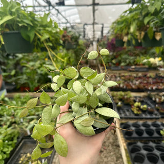 Hoya lacunosa ‘Sulcata’