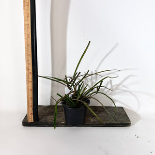 Hoya insularis [#2144]