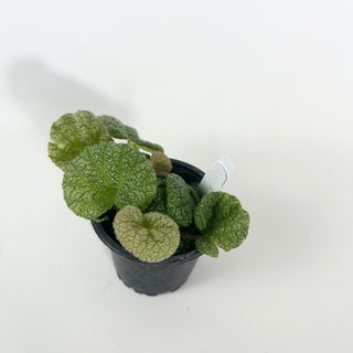 Begonia 'Steve's Leaves Dewfrost' [#2127]