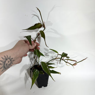 Z-4989 - Philodendron hederaceum ‘Micans Halo’