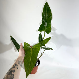 Philodendron bernardopazii (Non-TC) [#1924]