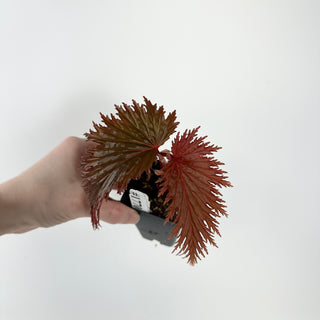 Begonia sp. 'Miri' [#1770]