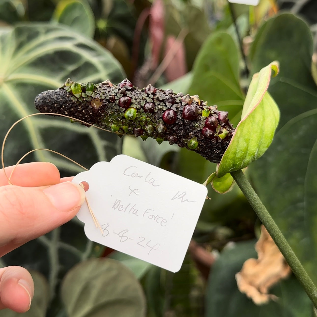 buy anthurium seeds Anthurium carlablackiae x 'Delta Force'