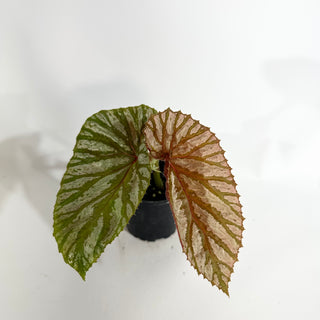 Begonia brevirimosa (Silver Form) [#1736]