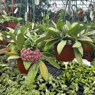 Hoya pubicalyx x carnosa