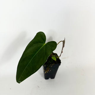 Anthurium indo portillae x papillilaminum SL #1 [#2082]