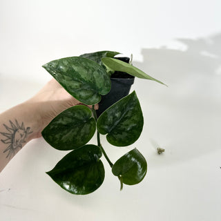 Scindapsus pictus 'Black Mamba' [#2049]