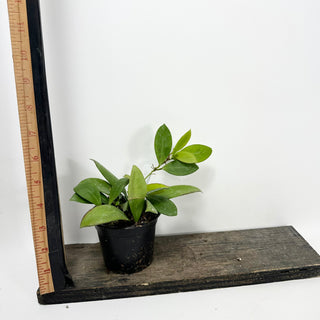 Hoya cv. RHM 030-11 (lucardenasiana x sp. Pola) [#1700]