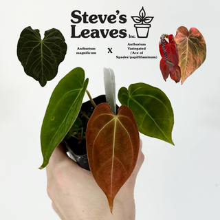Anthurium magnificum x Variegated ('Ace of Spades'/papillilaminum) [#1610]