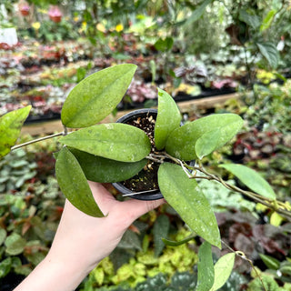 Hoya pandangensis