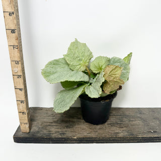 Begonia 'Bobbie's Gift' [#2005]