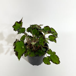Begonia 'Steve's Leaves Donnie Brown'