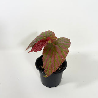 Begonia "Crazy Pink" [#2096]