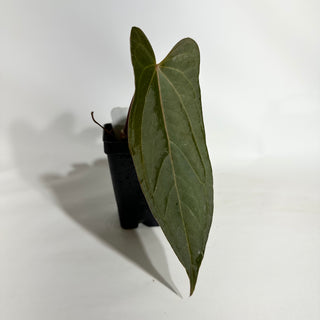 Anthurium 'Not The Mama' x unknown [#1903]
