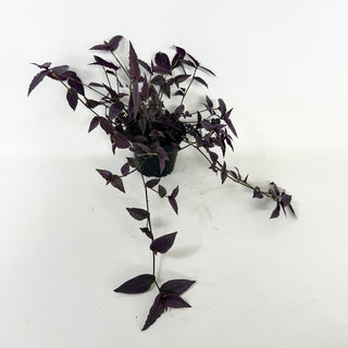 Gibasis pellucida (Purple Form)