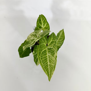 Z-4586 - Syngonium podophyllum 'Batik' variegata