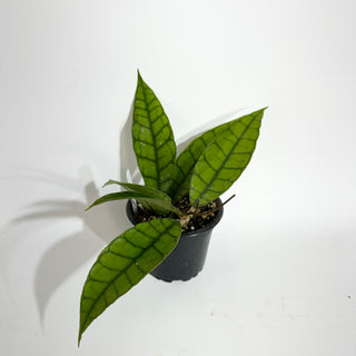 Hoya callistophylla (Long Leaf)
