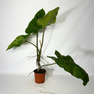 Philodendron subhastatum variegata (Non-TC) [#1539]