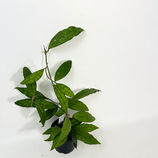Hoya cv. finlaysonii x undulata [#2108]