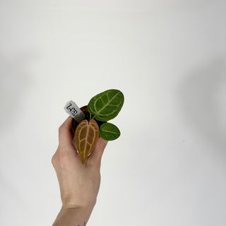 Z-4752 - Anthurium 'Tezula Dreamweaver'/dorayaki x 'Arnold Schwarzenegger' - Seedling