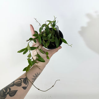 Hoya parviflora [#2369]