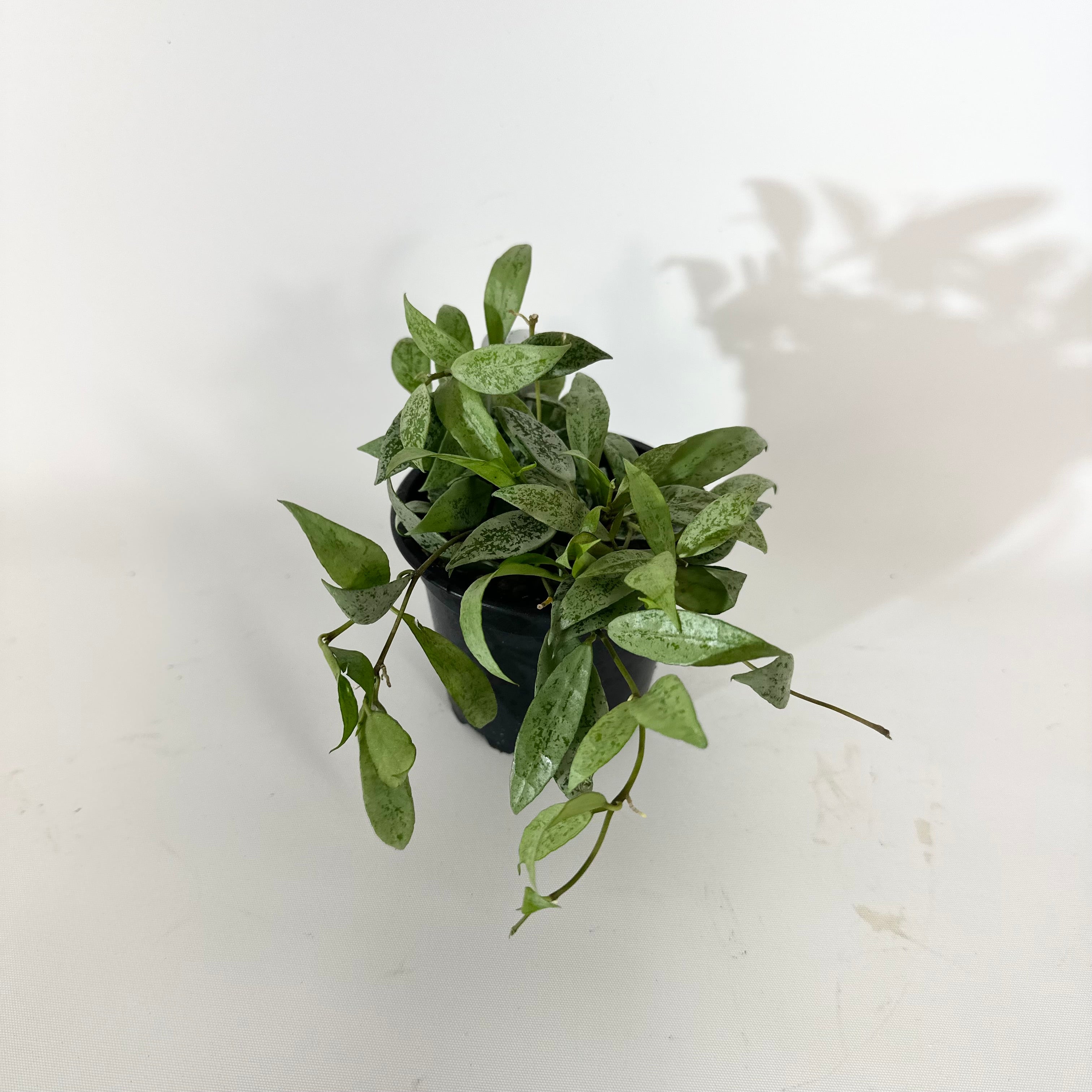 Z-5137 - Hoya lacunosa 'Moonlight' – Steve's Leaves