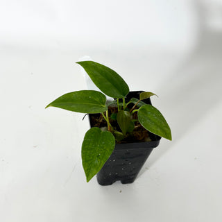 Anthurium 'Prince of Darkness' x indo portillae [#1673]