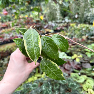 Hoya sp. Tanggamus albo-marginata