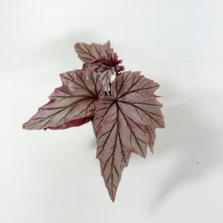 Begonia 'Lamoon' [#1986]