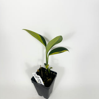 Z-5252 - Scindapsus coriaceus variegated