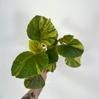 Begonia cucullata (variegated) [#2106]