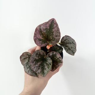Begonia sykakiengii [#2053]