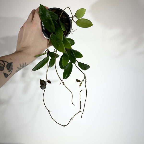 BB5ACAD3-41DA-4849-8F4E-