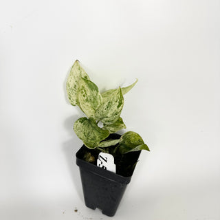 Z-5314 - Scindapsus pictus ‘Mangurai’ variegated