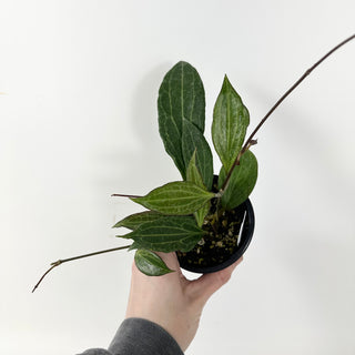 Z-5389 - Hoya hellwigiana