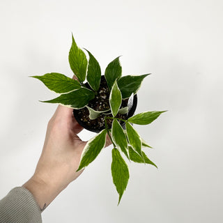 Hoya polyneura (outer variegated) [#2126]