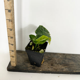 Syngonium wendlandii ‘Scrambled Eggs’ [#2308]