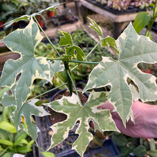 Cnidoscolus aconitifolius variegta