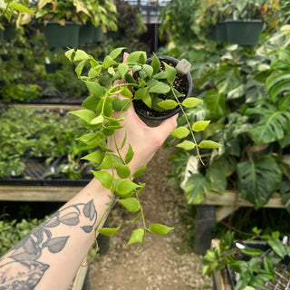 Hoya minutiflora